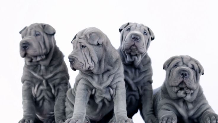 Голубой шарпей