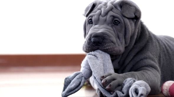 Шарпей собака серый