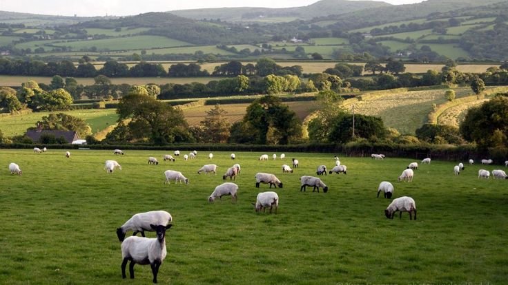 Овцеводство в Англии