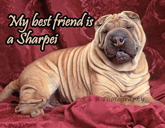 Собака шарпей