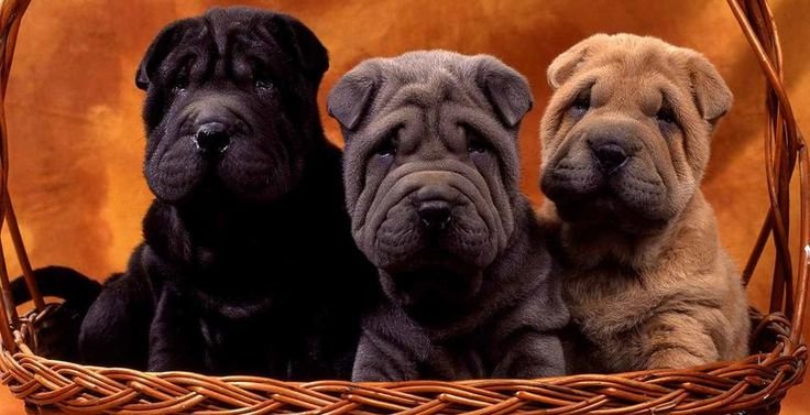 Собака шарпей