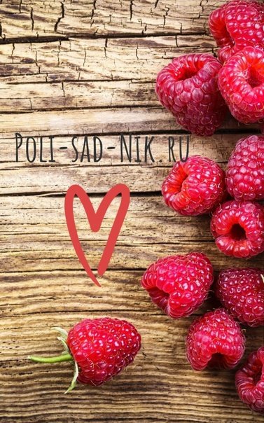 Красивые ягоды