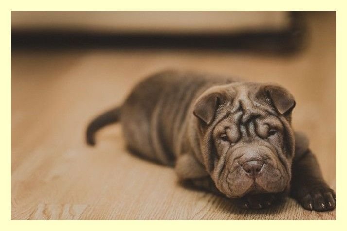 Шарпей взрослый