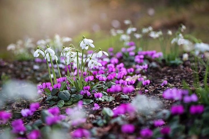 Первоцветы Лаго Наки