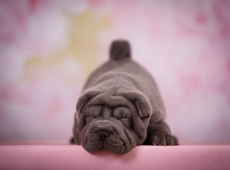 Собака шарпей