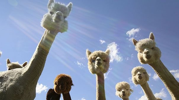 Лама на фоне неба