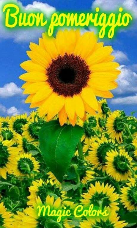 Подсолнухи вертикально