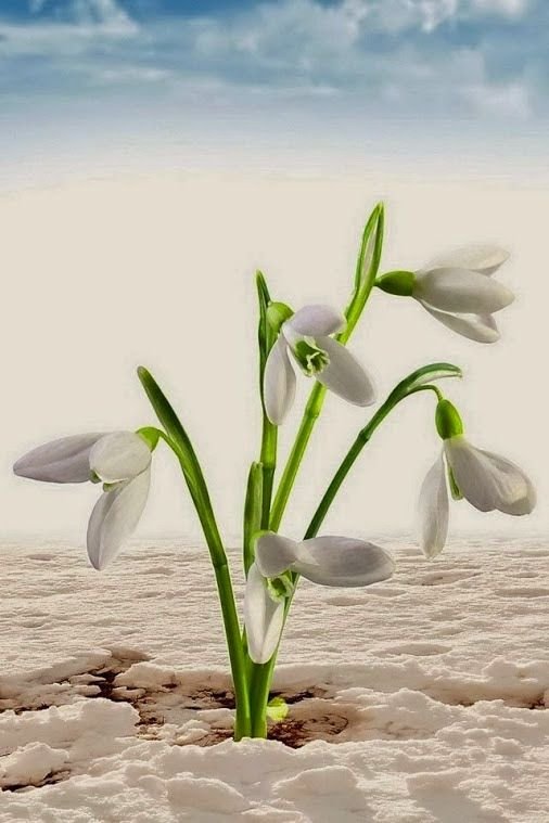 Весна подснежники