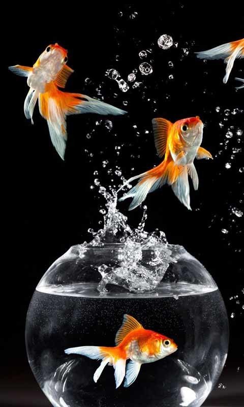 Заставка рыбки