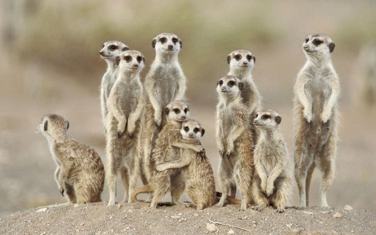 Сумчатый сурикат