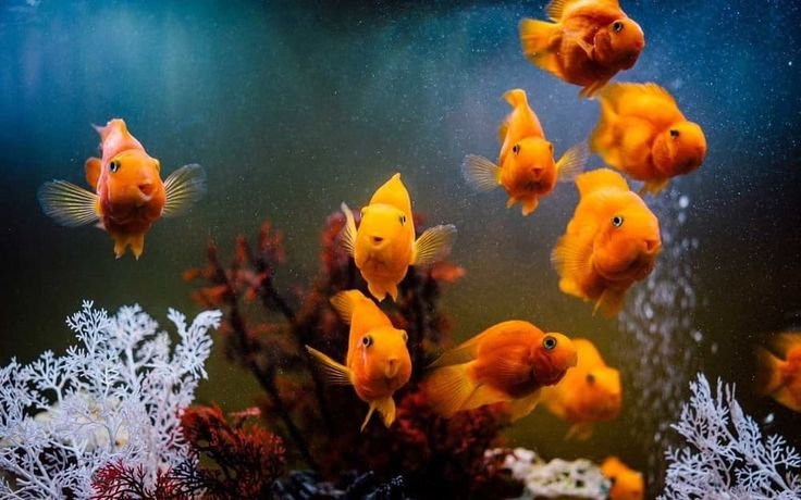 Заставка рыбки