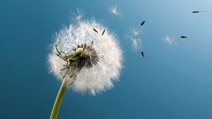 Заставки на телефон