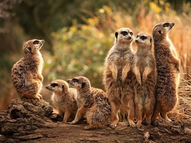 Саванна сурикаты