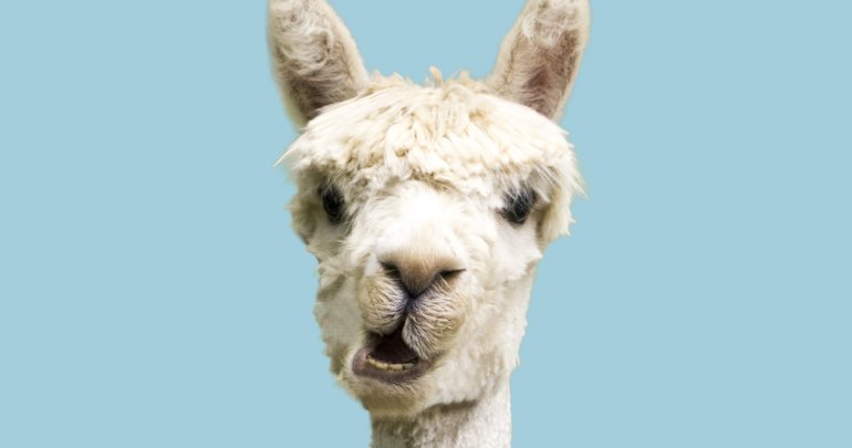 Лама животное