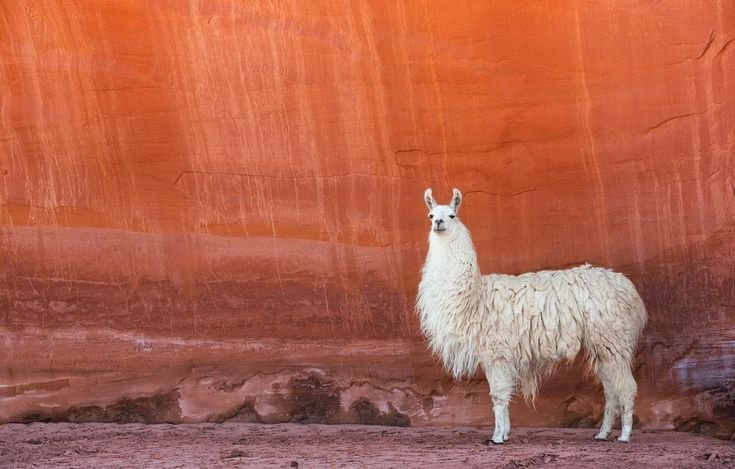 Лама длинношерстная