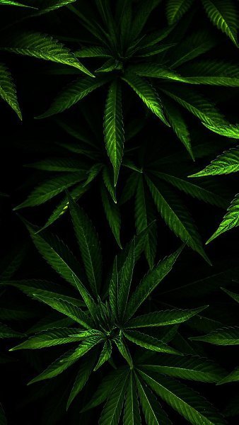 Каннабис 4к