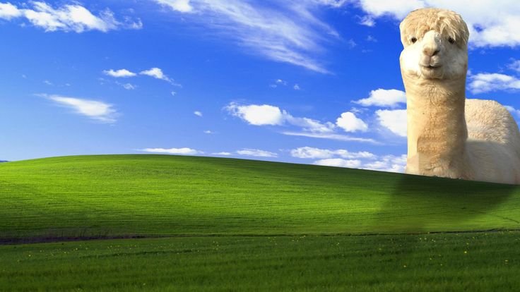 Обои на рабочий стол альпака