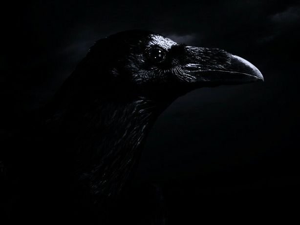 Мрачные птицы