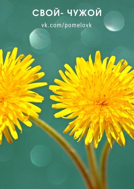 Красивые одуванчики