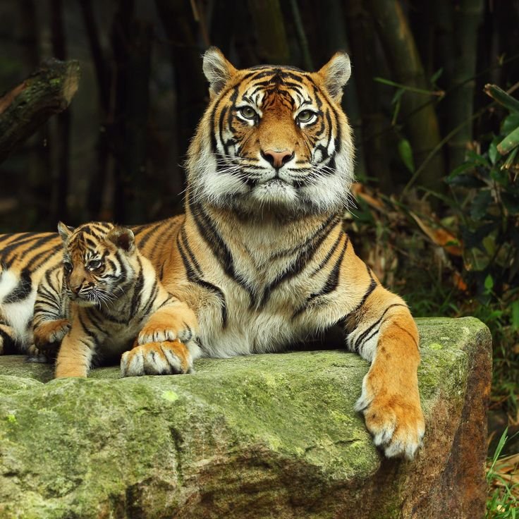 Йулбарс расми