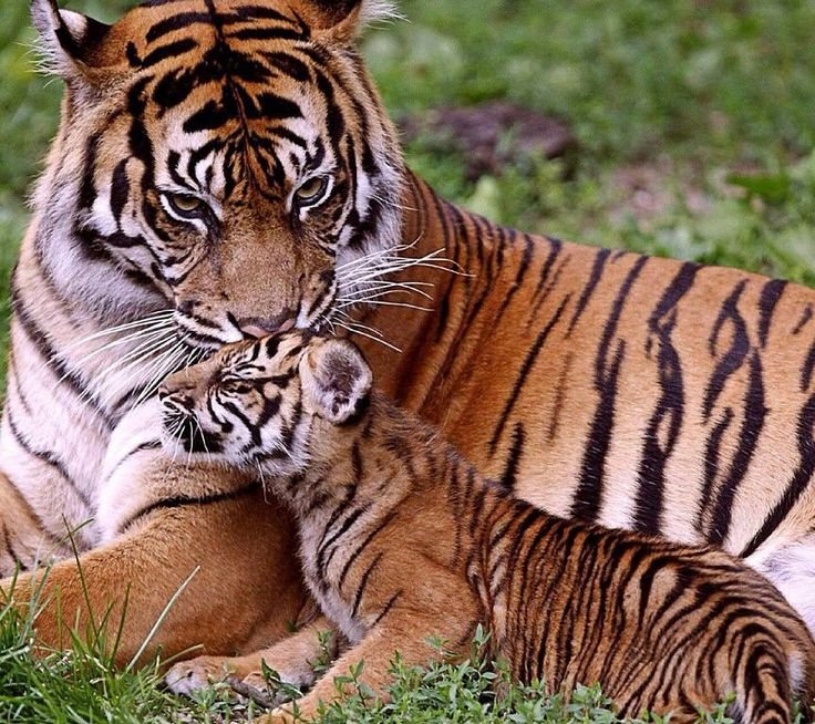 Амурский тигр Детеныши