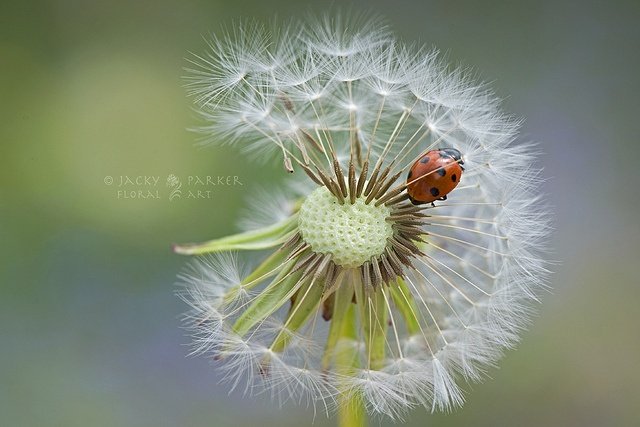 Красивые одуванчики