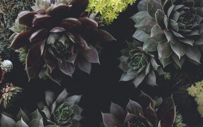 Суккуленты Эстетика