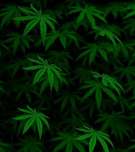 Конопляный лист