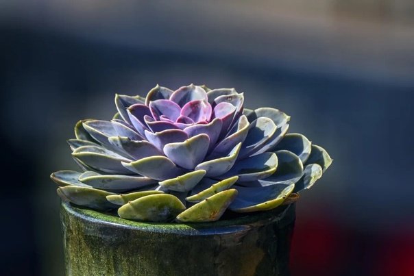 Эхеверия медуза