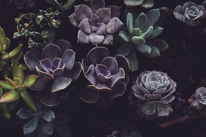 Суккуленты эхеверия сиреневый