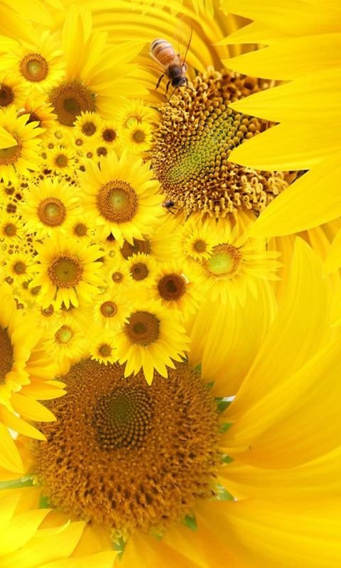 Красивый желтый фон