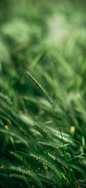 Зелёные растения