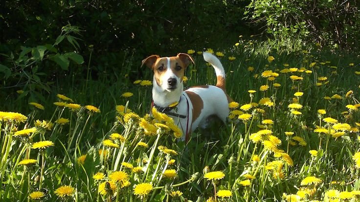 Джек-Рассел-терьер в лесу