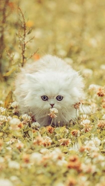 Пушистая кошка