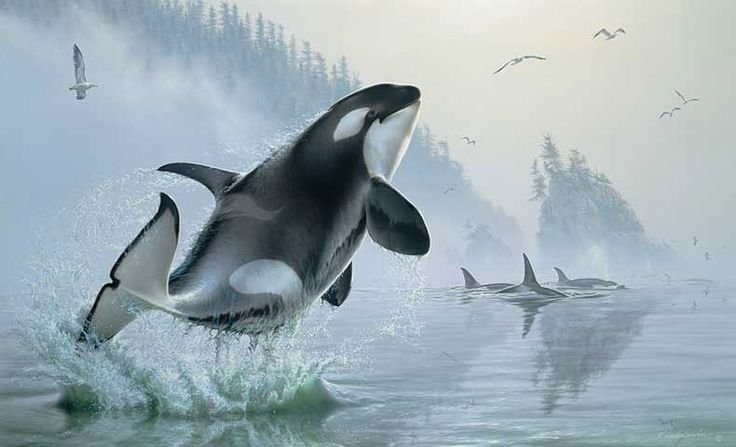 Адриан Честерман касатки