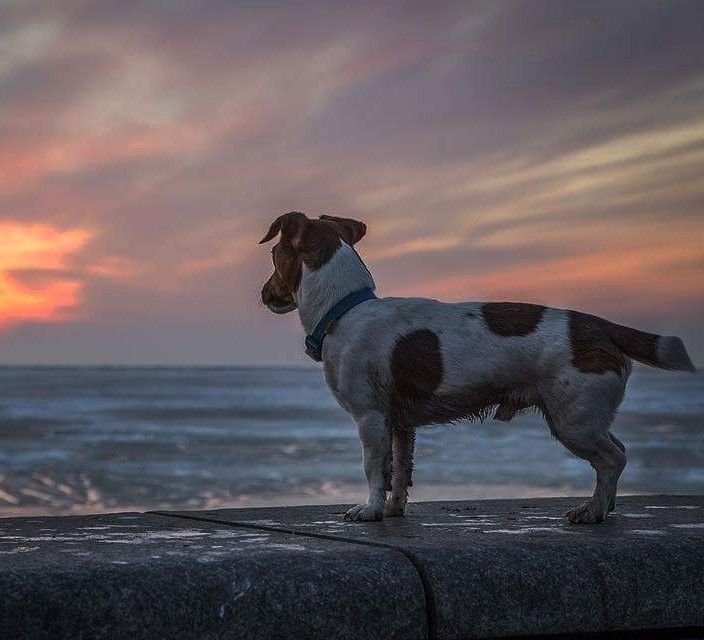 Джек Рассел щенок
