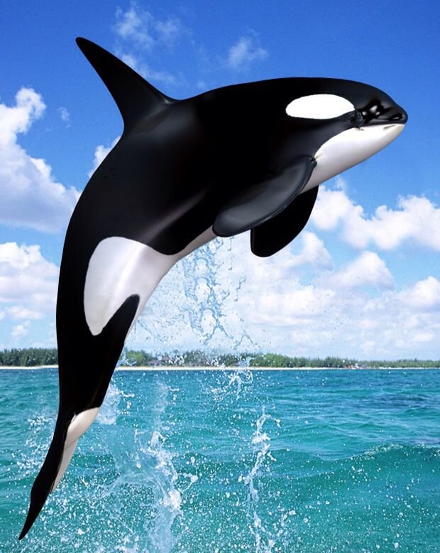 Orca Касатка Касатка
