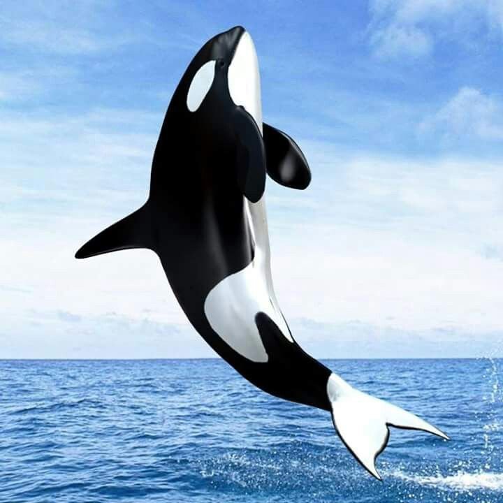 Orca Касатка