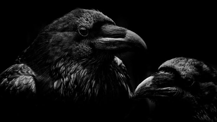 Ворон на черном фоне