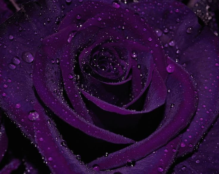 Роза дарк перпл