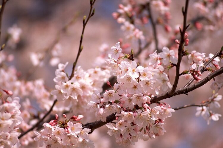 Весеннее цветение.