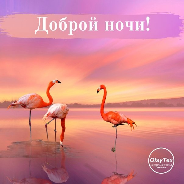 Изображение Фламинго