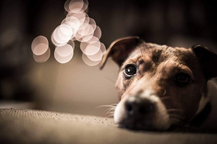 Собака Рассел терьер