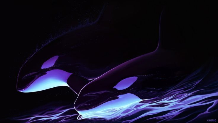 Фиолетовая Касатка