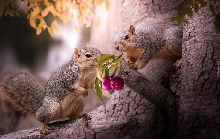 Осень белка