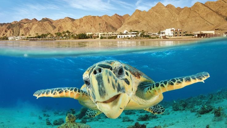 Шарль Эль Шейх