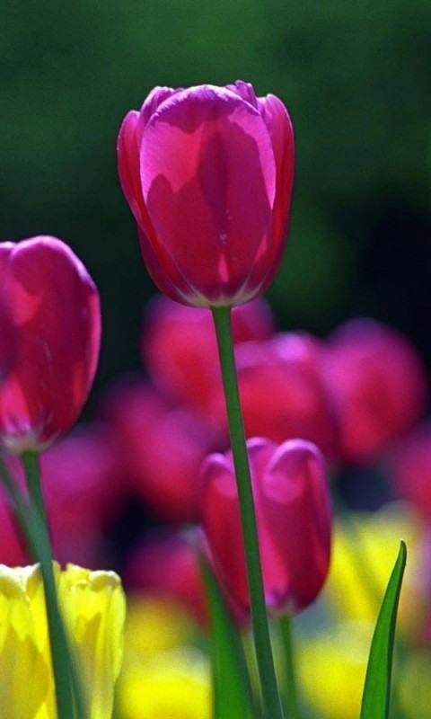 Тюльпаны вертикальные