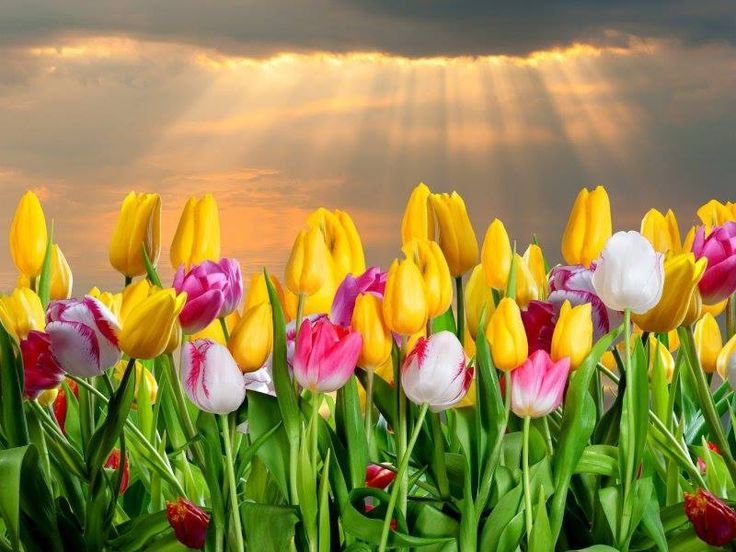 Яркие красивые весенние цветы