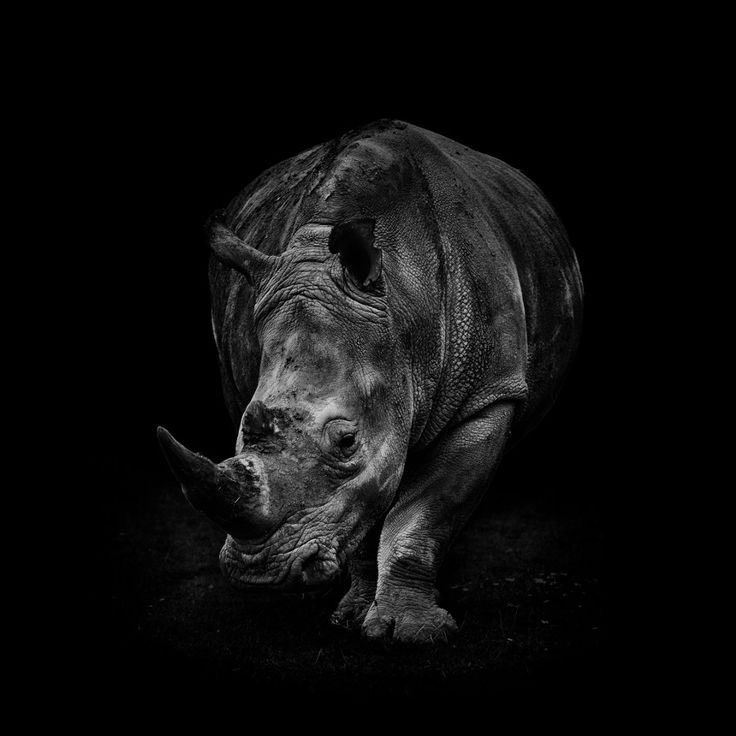 Носорог черно белый