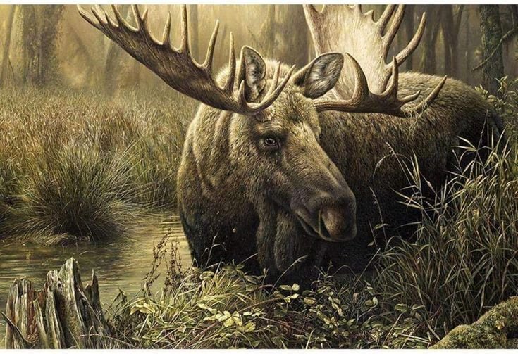 Художник Денис Майер младший (Denis Mayer Jr.)